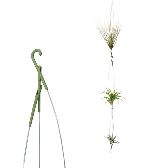 Airplant - Support pour Tillandsias