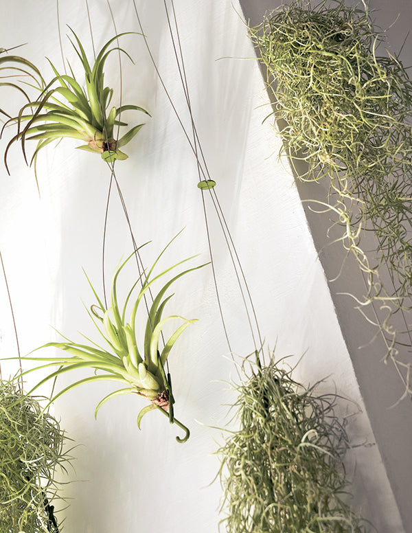 Airplant - Support for Tillandsias